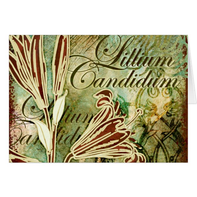 Lillium Candidum (Anverso (Horizontal))