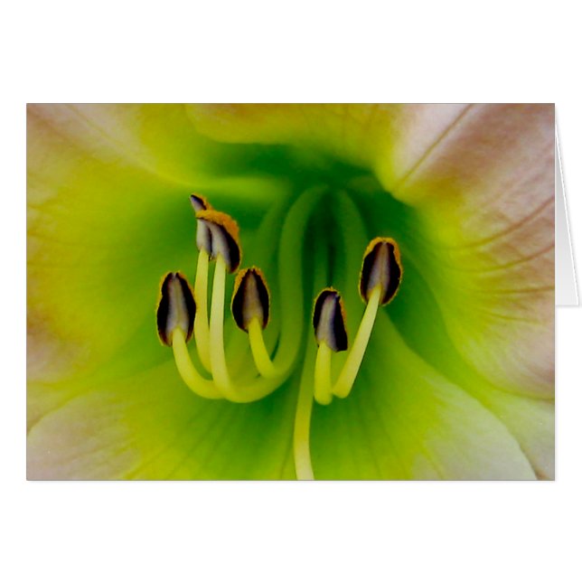 Lilly (Anverso (Horizontal))