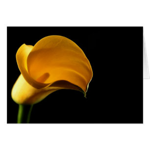 Lilly amarillo