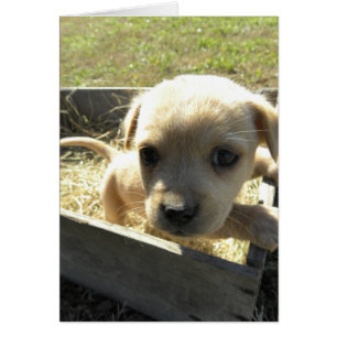 Lilly en una caja