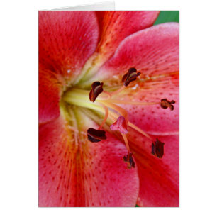 Lily