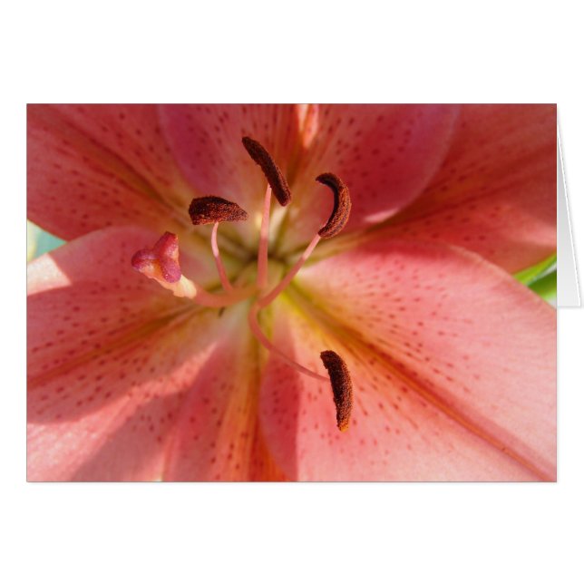 Lily (Anverso (Horizontal))