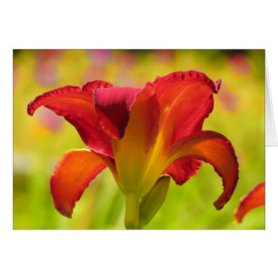 Lily audaz - Daylily