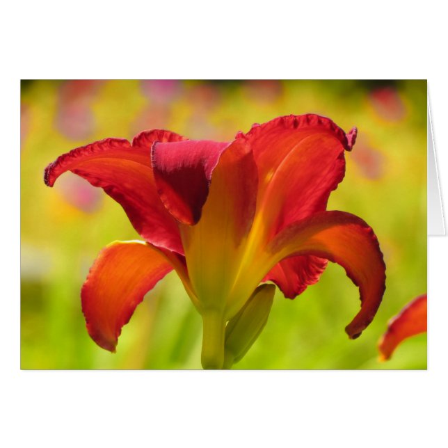 Lily audaz - Daylily (Anverso (Horizontal))