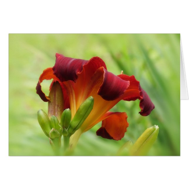 Lily Back - Daylily (Anverso (Horizontal))