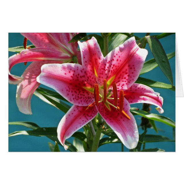 Lily Beauty (Anverso (Horizontal))