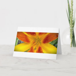 Lily & Bug, tarjeta