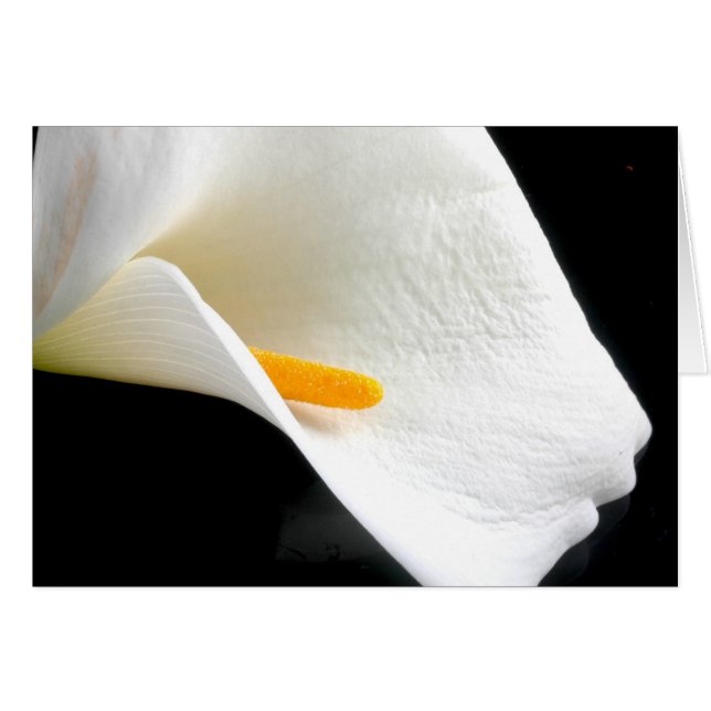 Lily Card (Anverso (Horizontal))