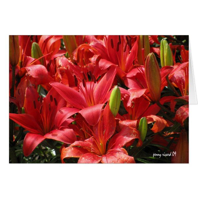 Lily Card (Anverso (Horizontal))