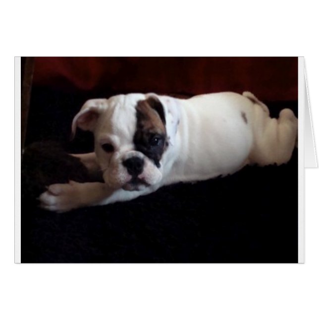 Lily con juguete (Anverso (Horizontal))
