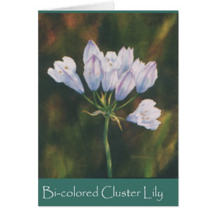Lily de colores biológicos