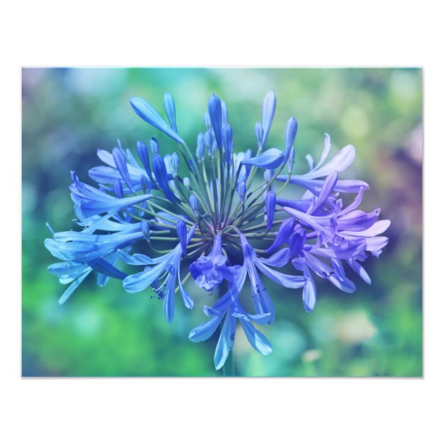 Lily de la ampliación de la foto del Nilo (Frente)