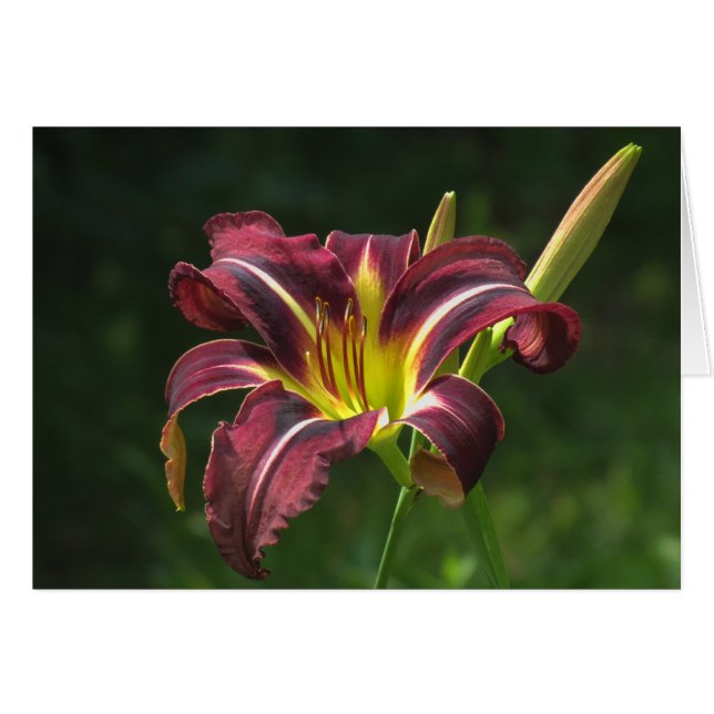 Lily de la noche - Daylily (Anverso (Horizontal))