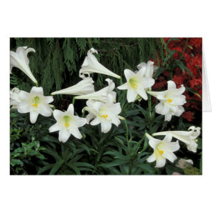 Lily de Pascua (Lilium regale)
