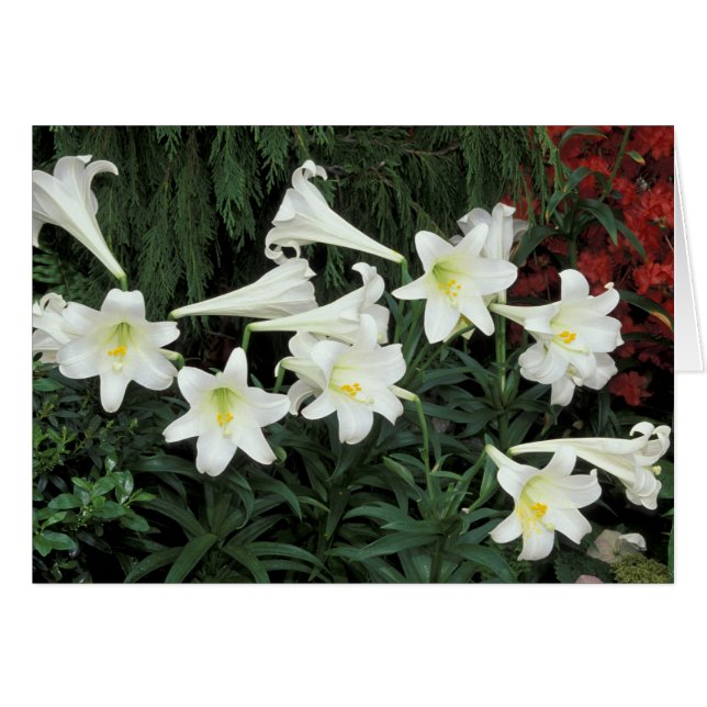 Lily de Pascua (Lilium regale) (Anverso (Horizontal))