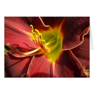Lily del Día - naranja oscuro