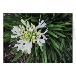 Lily del Nilo: Pensando en ti