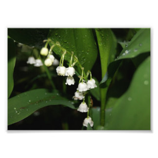 Lily del Valle Impresión Fotográfica 5x7