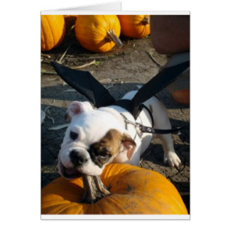 Lily en el parche de calabaza