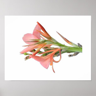 Lily Flower Arte Botánico