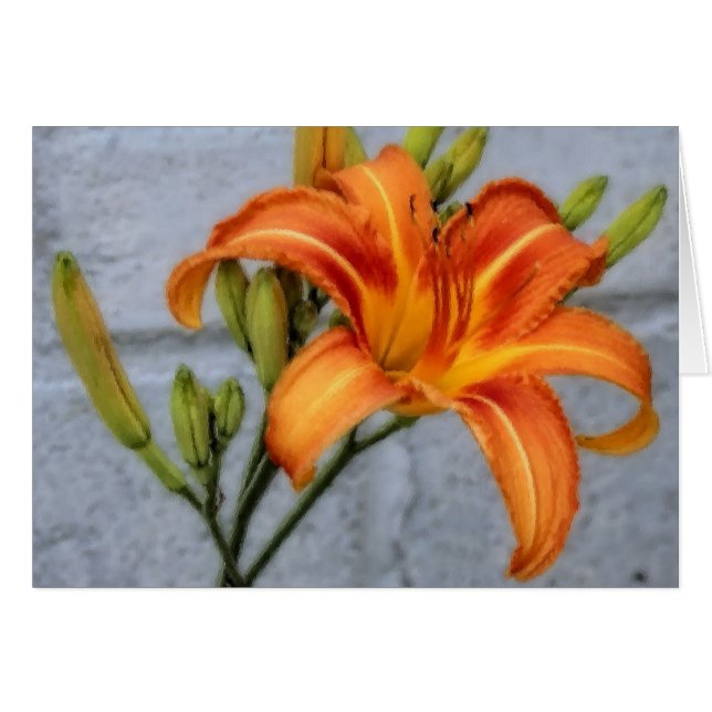 Lily Foundation (Anverso (Horizontal))