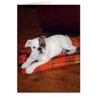 Lily, la cachorra inglesa de Bulldog