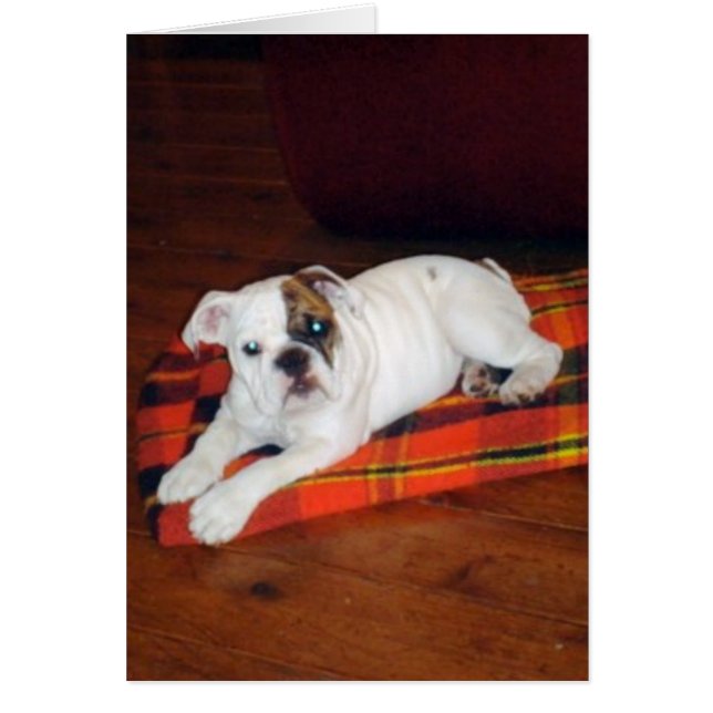 Lily, la cachorra inglesa de Bulldog (Frente)
