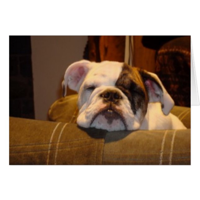 Lily, la cachorra inglesa de Bulldog (Anverso (Horizontal))