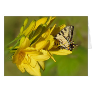 Lily Lover - Mariposa en Daylilies