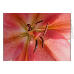 Lily Macro Flower Photo