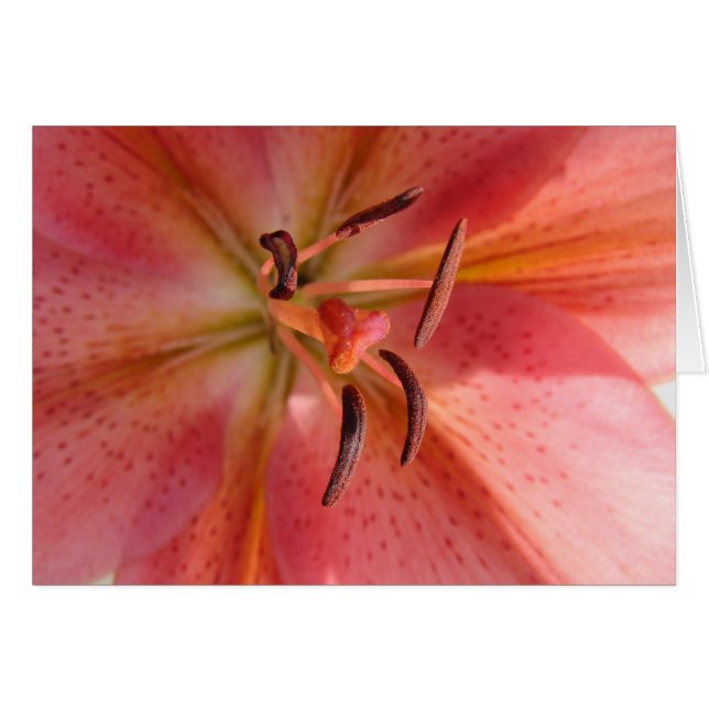 Lily Macro Flower Photo (Anverso (Horizontal))