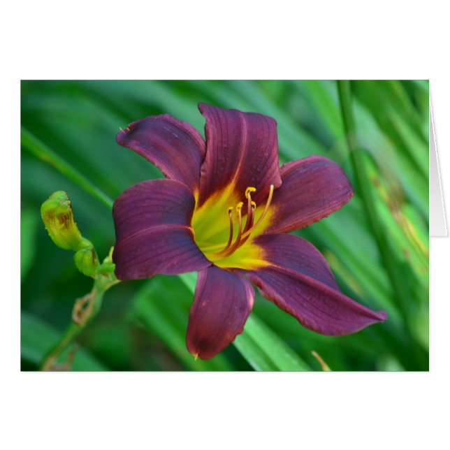 Lily Notecard (Anverso (Horizontal))