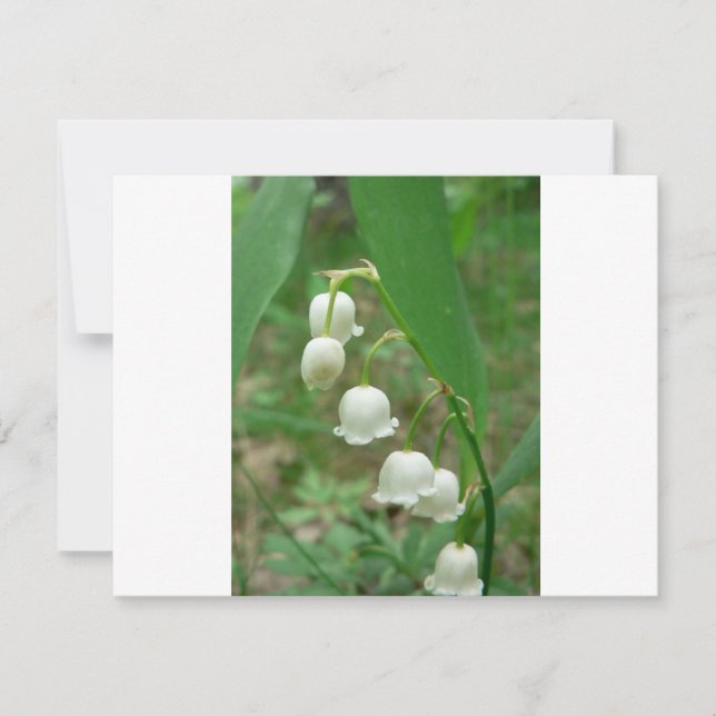 Lily-of-the-valley (Anverso)