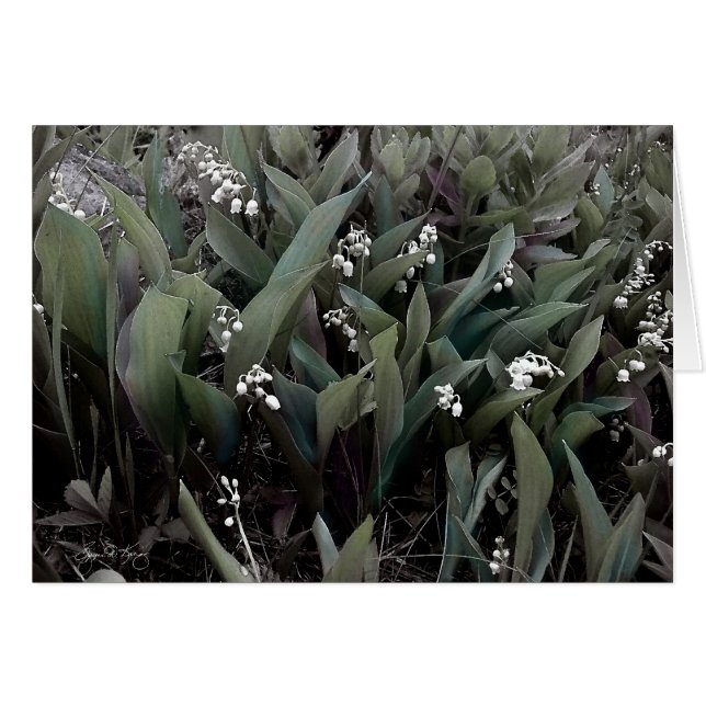 Lily of the Valley Mindscape 1 (Anverso (Horizontal))