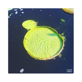 Lily Pad (Chicago) - Impresión Metalizado