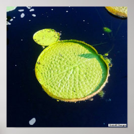 Lily Pad (Chicago) - Póster