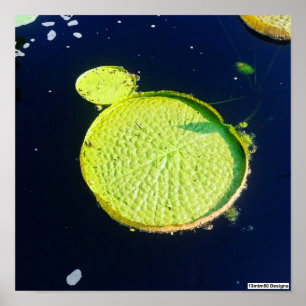 Lily Pad (Chicago) - Póster