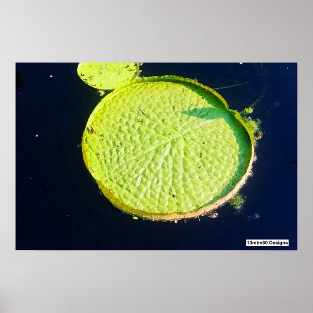 Lily Pad (Chicago) - Póster (Frente)