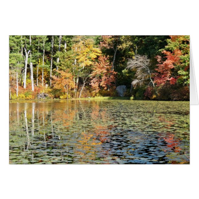 Lily Pad Cove - Whitney Pond (Anverso (Horizontal))