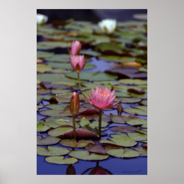 Lily Pad Photo Posters -24x36 -other sizes also