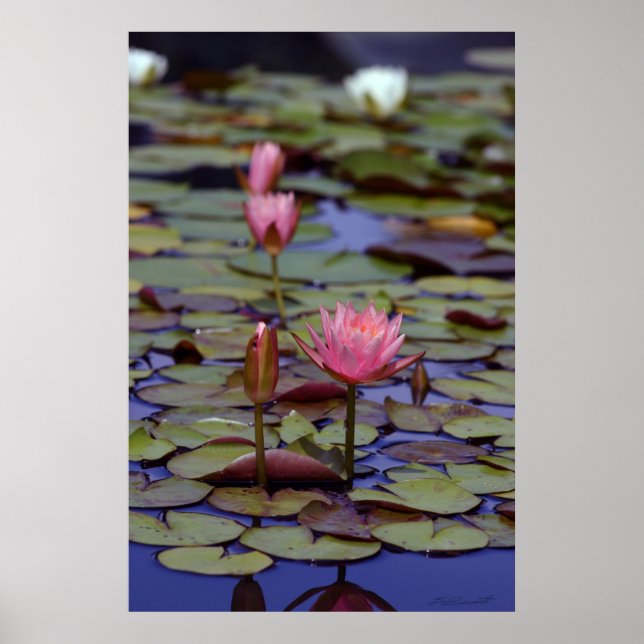 Lily Pad Photo Posters -24x36 -other sizes also (Frente)