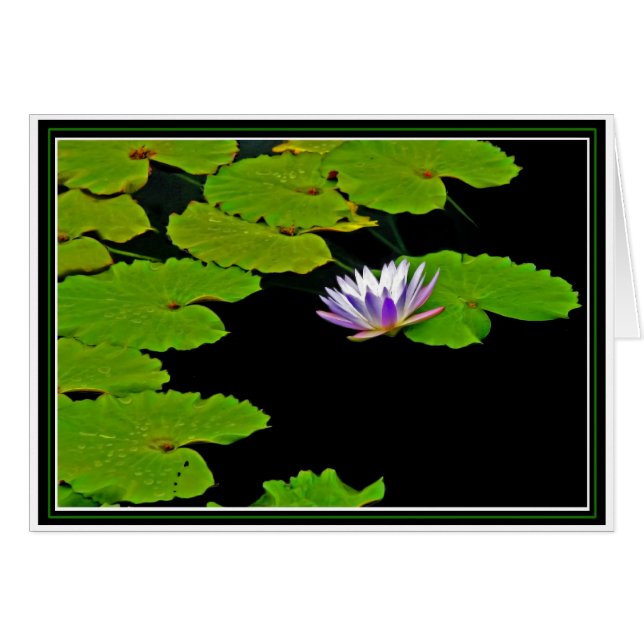 Lily Pads (Anverso (Horizontal))