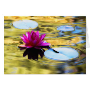 Lily Ripples - Lirio de Agua