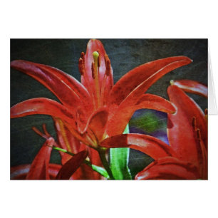 Lily roja texturada por Shirley Taylor