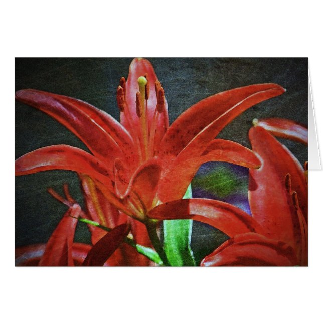 Lily roja texturada por Shirley Taylor (Anverso (Horizontal))