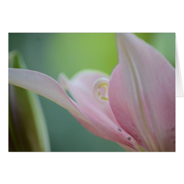 Lily rosa de Shirley Taylor (Anverso (Horizontal))