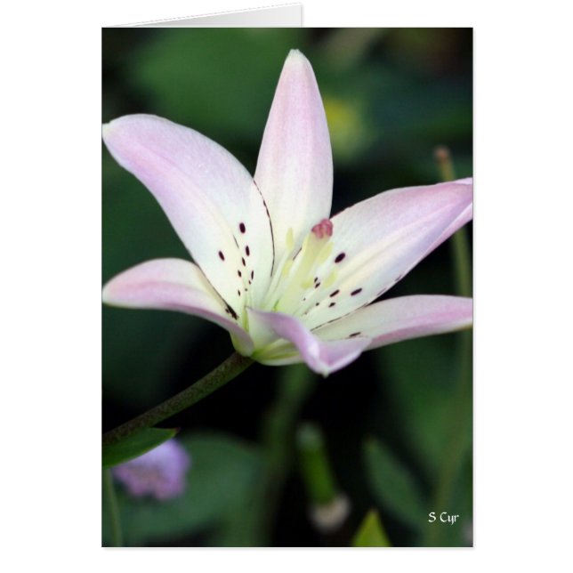 Lily Rosa, S Cyr (Frente)