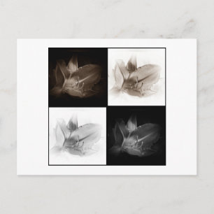 Lily Sepia y postal del Collage blanco negro