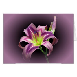 Lily Star con morado - Daylily