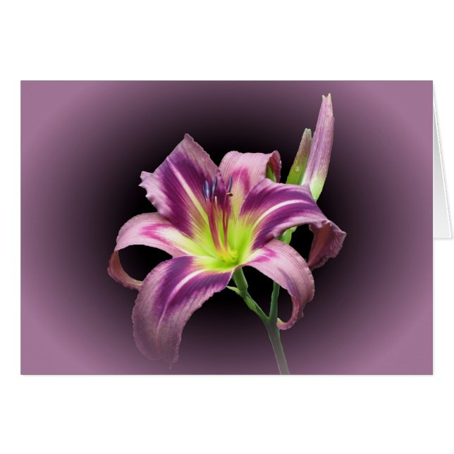 Lily Star con morado - Daylily (Anverso (Horizontal))